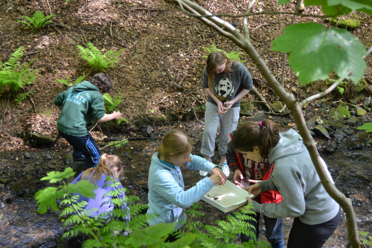 bug hunting with primary age children in Lancahsire